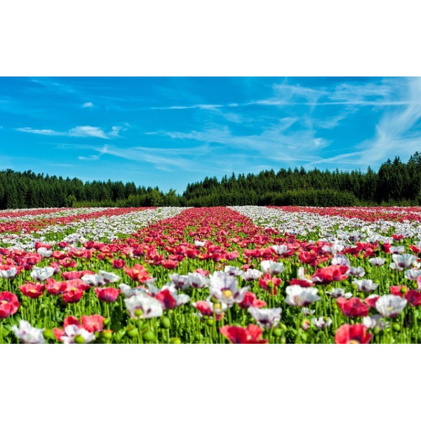 Eschscholtzia simple varié 