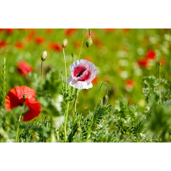 Eschscholtzia simple varié 