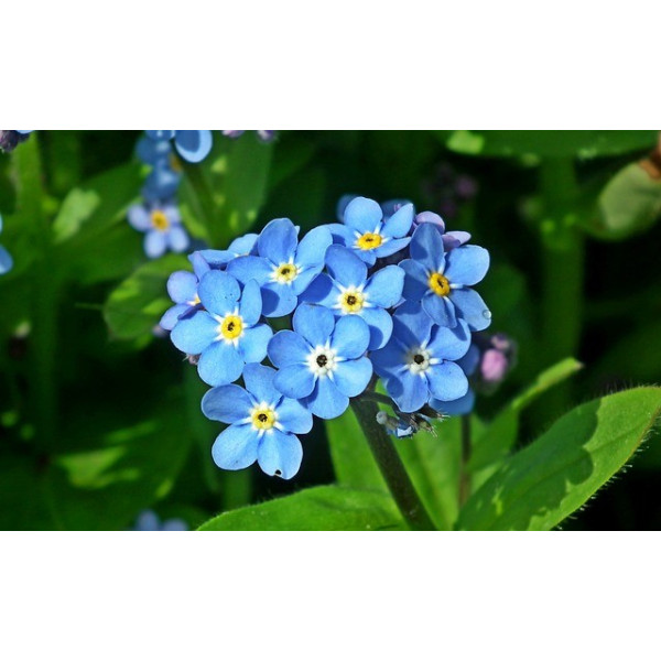 Myosotis des alpes ( alpestris)  