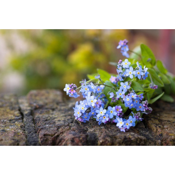 Myosotis des alpes ( alpestris)  