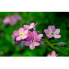 Myosotis des alpes ( alpestris)  