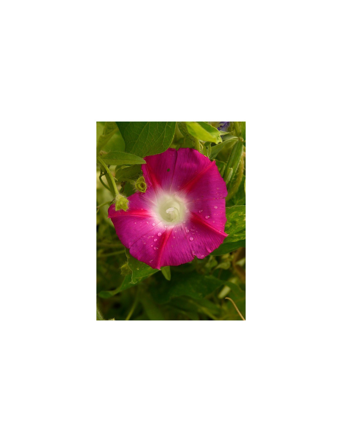 Graines D'Ipomée Volubilis - Sachet De 3 Grammes (±130 Graines) - Grandes Fleurs Variées - Pour Jardin, Balcon, Grimpante