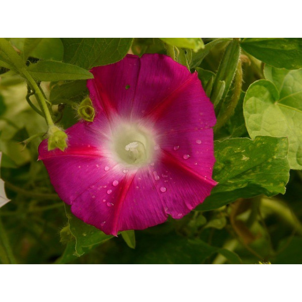 Ipomée volubilis variée 