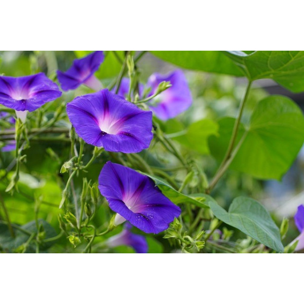 Ipomée volubilis variée 