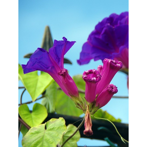 Ipomée volubilis variée 