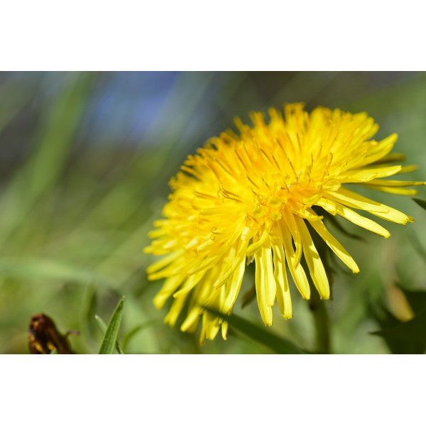 Graines de Pissenlit amélioré à cœur plein
