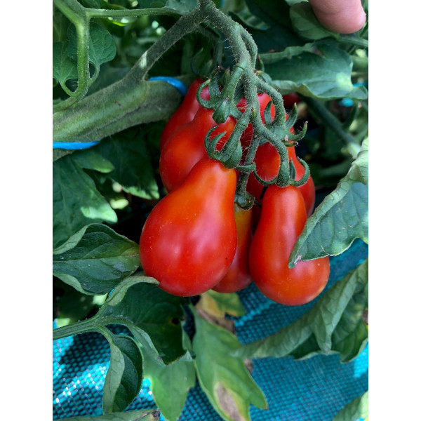 Graines de Tomate Poire red
