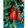 Graines de Tomate Poire red