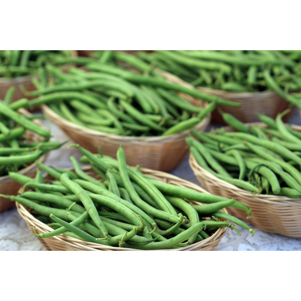 Graines d'Haricots nain Mangetout contender