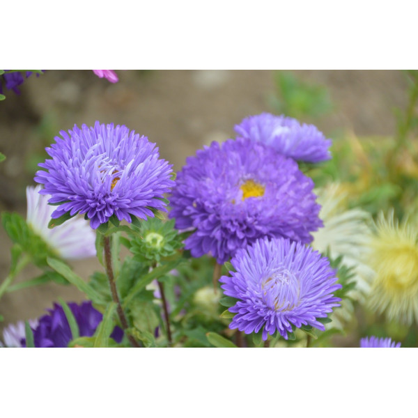 Graines de Reine marguerite plume d'autruche varié