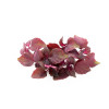 Perilla rouge (Shiso) 
