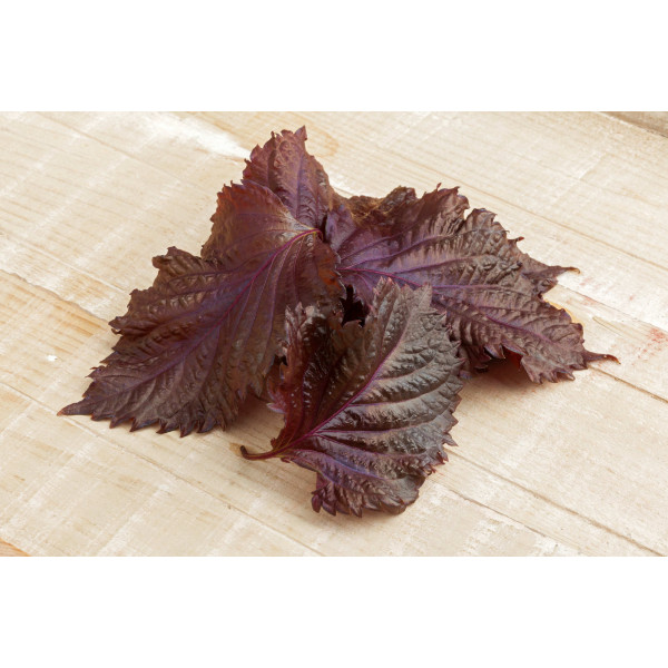 Perilla rouge (Shiso) 