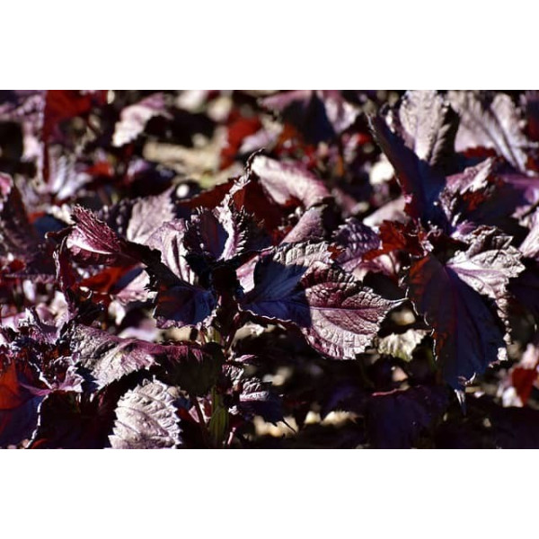 Perilla rouge (Shiso) 