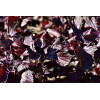 Perilla rouge (Shiso) 