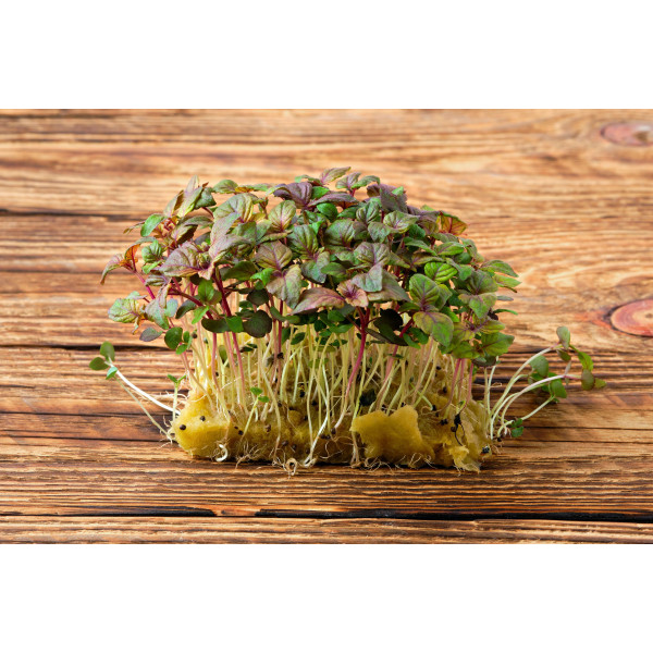 Perilla rouge (Shiso) 
