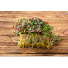 Perilla rouge (Shiso) 