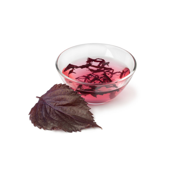 Perilla rouge (Shiso) 