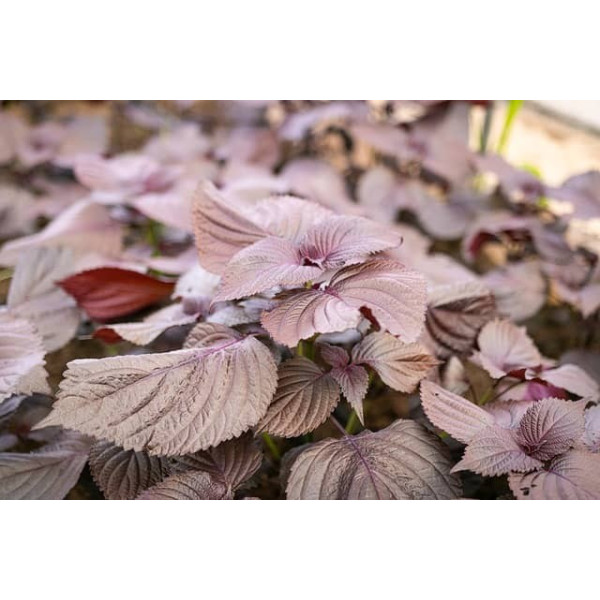 Perilla rouge (Shiso) 