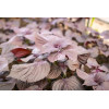 Perilla rouge (Shiso) 