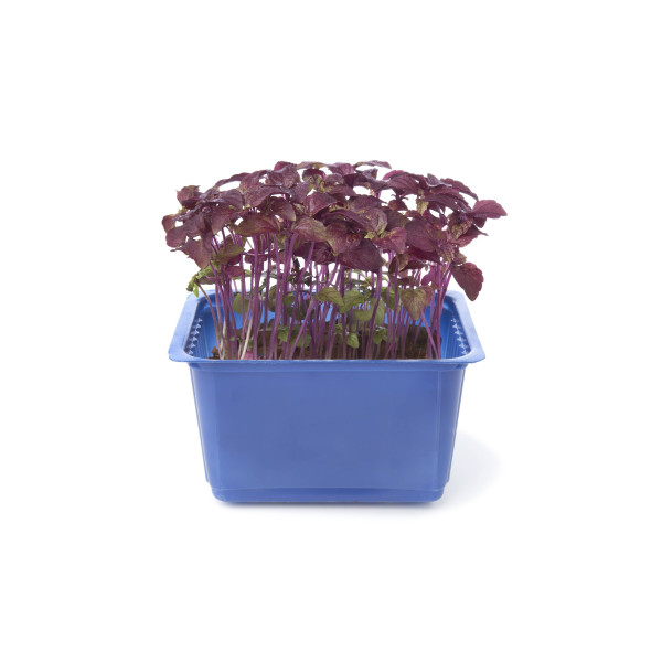 Perilla rouge (Shiso) 