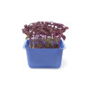 Perilla rouge (Shiso) 