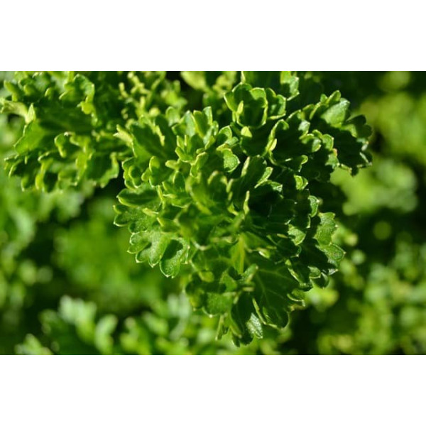 Persil frisé vert foncé (double) 