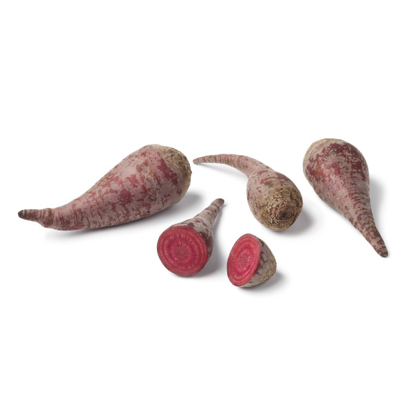 Betterave Crapaudine 