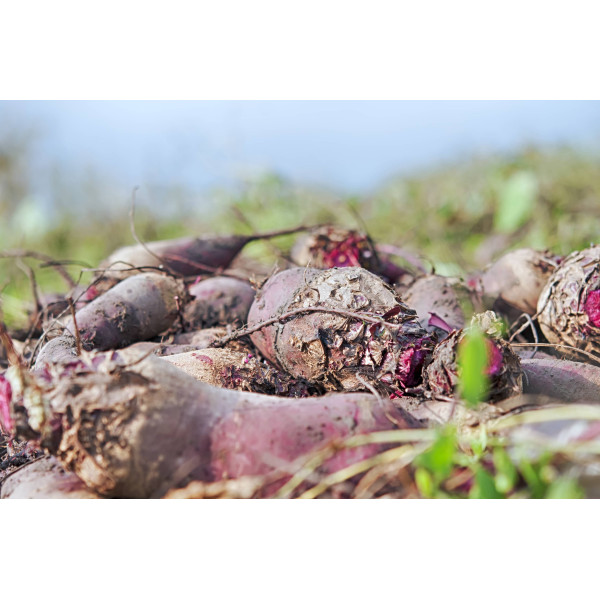 Betterave Crapaudine 