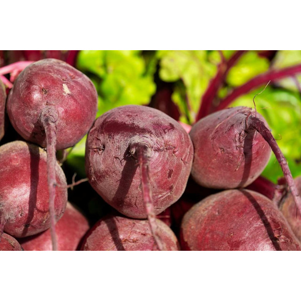 Betterave Globe de Détroit race Loki 