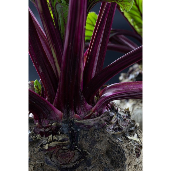 Betterave Globe de Détroit améliorée 