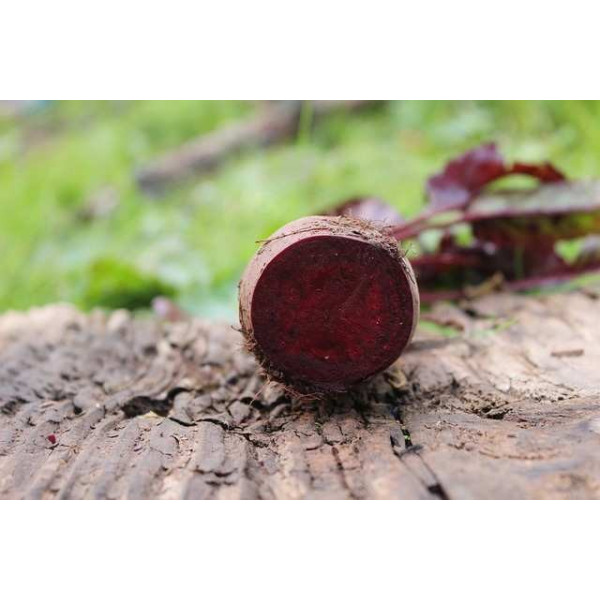 Betterave Globe de Détroit améliorée 