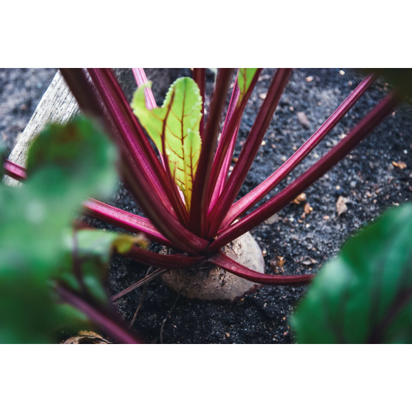 Betterave Noire plate d'Egypte 