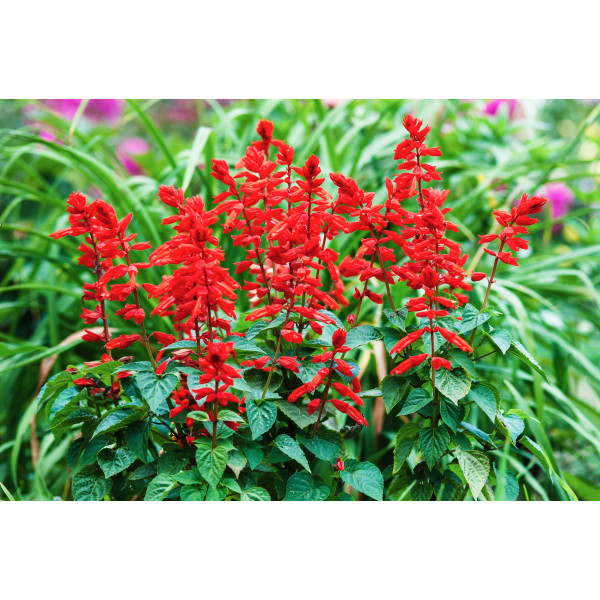 Betterave Noire plate d'Egypte 