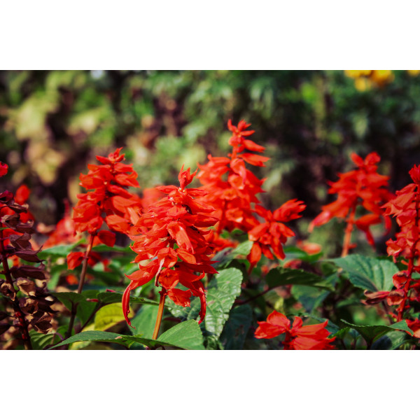 Betterave Noire plate d'Egypte 