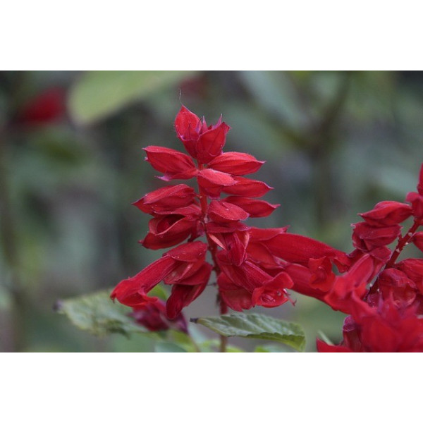 Cardon plein blanc inerme