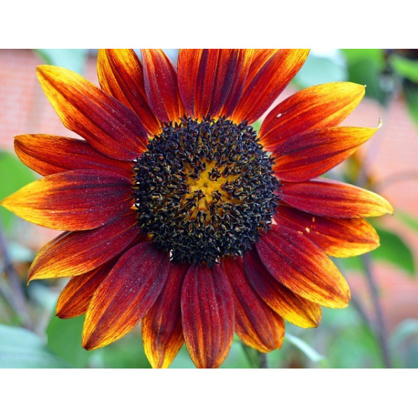 Cardon plein blanc inerme 