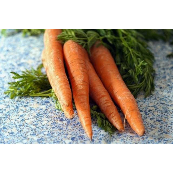 Carotte ½ longue Nantaise améliorée 