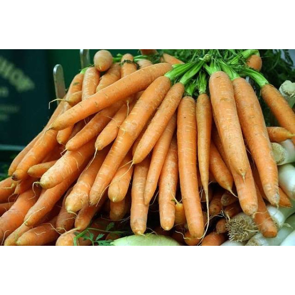 Carotte ½ longue Nantaise améliorée 