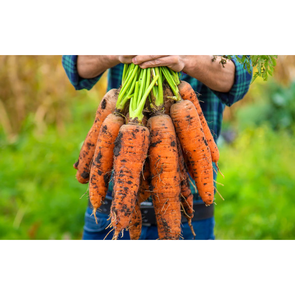 Carotte géante de Tilques à pétioles verts 