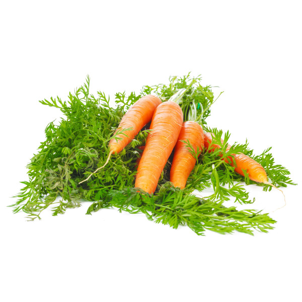 Carotte géante de Tilques à pétioles verts 