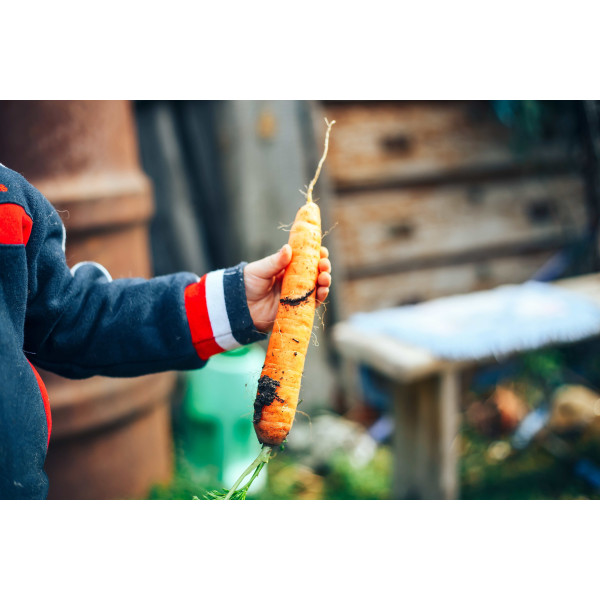 Carotte géante de Tilques à pétioles verts 
