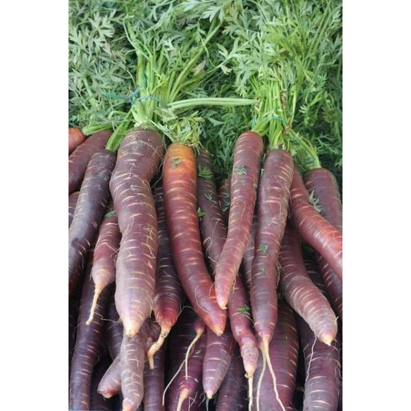Carotte Hyb. Purple Haze 