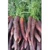 Carotte Hyb. Purple Haze 