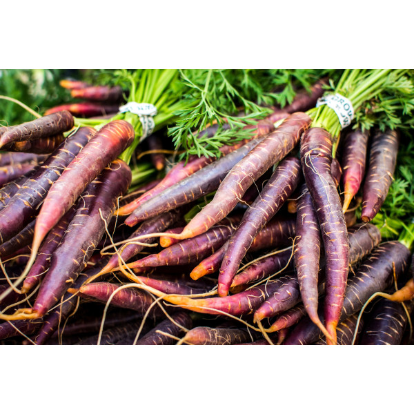 Carotte Hyb. Purple Haze 