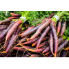 Carotte Hyb. Purple Haze 