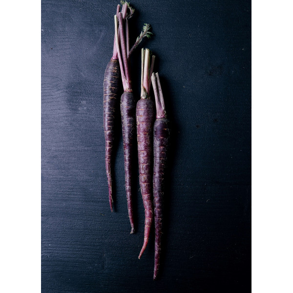 Carotte Hyb. Purple Haze 