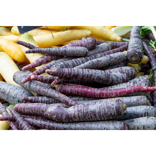 Carotte Hyb. Purple Haze 