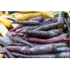 Carotte Hyb. Purple Haze 