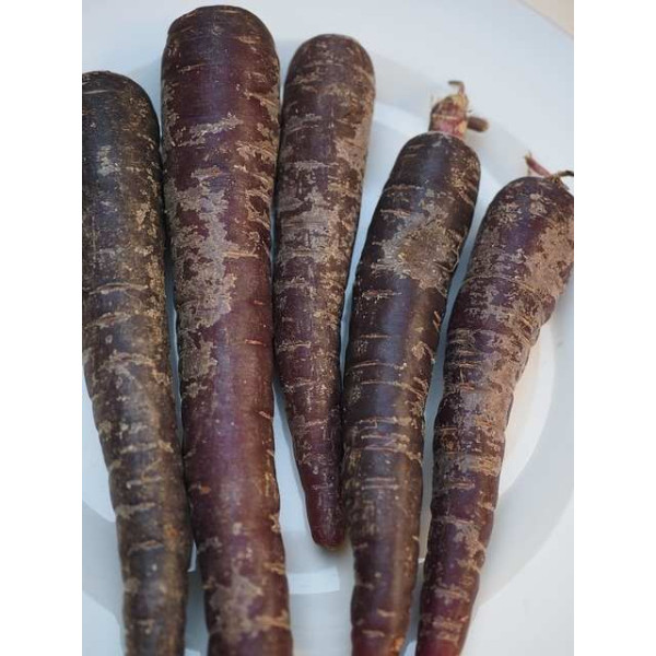 Carotte Hyb. Purple Haze 