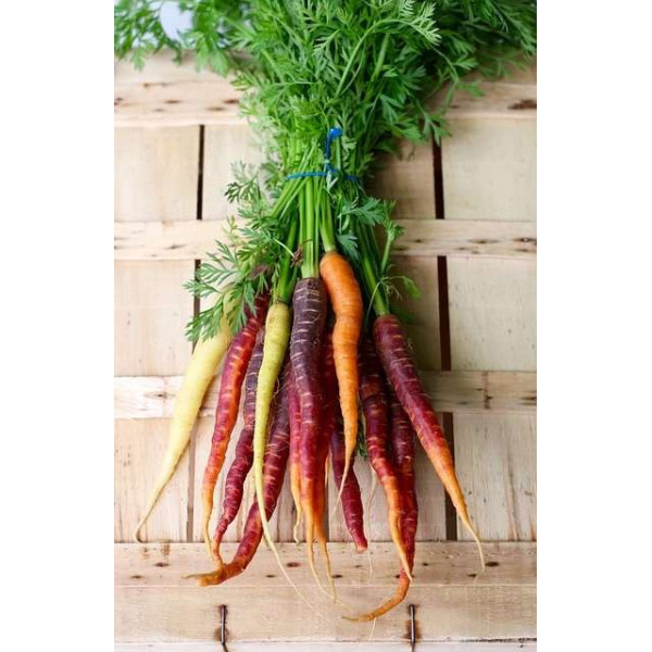Carotte Hyb. Rainbow (mélange de couleurs) 